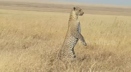 Mother leopard stands on hind legs to look for lost cub