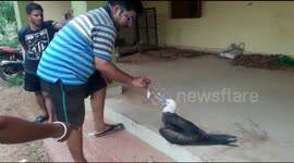 Sea bird swept hundreds of kilometres away from native grounds by Cyclone Fani
