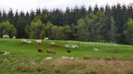Lambs have a Spring in their step as they race around Scottish lowlands
