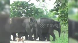 Elephants terrorises villagers after herd of 30 enters village in north east India in search of food