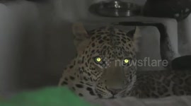 Moment leopard sneaks into home as kids play, triggers panic in Indian village