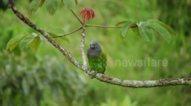 NATURALEZA,LORO VERDE,LORO,COLOMBIA