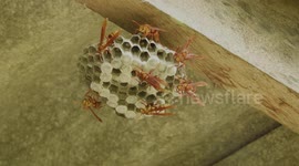 NATURALEZA,INSECTOS,AVISPA,COLOMBIA