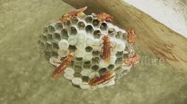 NATURALEZA,INSECTOS,MACRO,AVISPAS,COLOMBIA