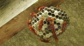 NATURALEZA,INSECTOS,MACRO,AVISPAS,COLOMBIA