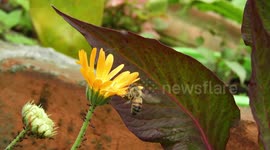 NATURALEZA,INSECTOS,ABEJA,FLOR,COLOMBIA