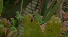NATURALEZA,INSECTOS,MACRO,ABEJA,COLOMBIA