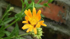 NATURALEZA,INSECTOS,ABEJAS,FLOR,COLOMBIA
