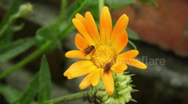 NATURALEZA,INSECTOS,FLOR,ABEJA,COLOMBIA