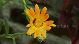 NATURALEZA,INSECTOS,JARDIN,FLOR,COLOMBIA