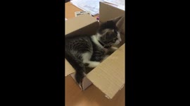 Kitten tries to catch it's tail inside a box