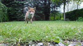 The WTF ! Fox  expression of surprise is priceless must see !