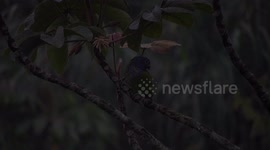 NATURALEZA,AVES,PAJAROS,LOROS,COLOMBIA
