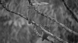 NATURALEZA,AVE,PAJARO,LOROS,COLOMBIA