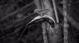 NATURALEZA,AVE,PAJARO,BLANCO Y NEGRO,COLOMBIA