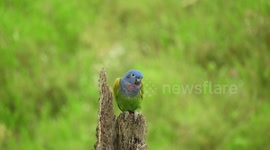 PAISAJE,AVES,LOROS VERDES,COLOMBIA