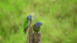 AVES,PAJAROS,LOROS VERDES,FAUNA,COLOMB IA