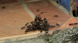 MACRO,INSECTOS,HORMIGAS,LABOR,COLOMBIA