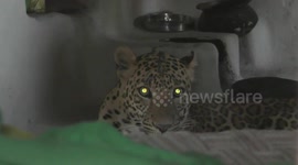 Wild leopard rescued 12 hours after entering farm in north India causing panic