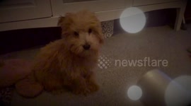Puppy Hair Dryer Power Ballad