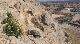 Turtle has epic view of Las Vegas