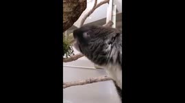 Still think Koalas are cute? Zoo marsupial makes unexpected snoring noise