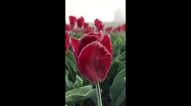 Beautiful Tulips and a windmill on a foggy morning