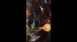 Affectionate 'kissing' fish lock lips at restaurant to amusement of diners