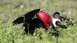 Magnificent Frigate Bird Mating Pair (2 of 2 videos)