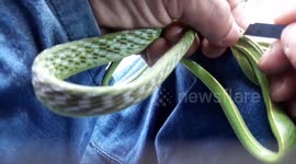 Hiker saves snake from parasite by performing DIY surgery in Thailand