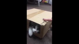 A kitten hides and plays inside a box