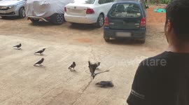 Crows Love Cat Food