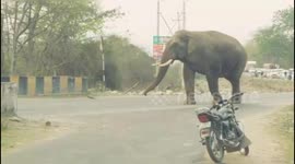 Wild Elephant terror in India Highway