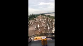 Hundreds of ducks block road in Vietnam