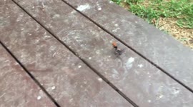 Spider wasp battles huntsman