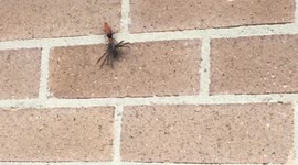Orange spider wasp dragging huntsman