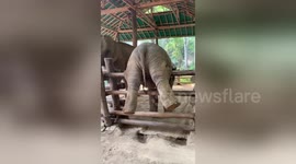 'Adventurous' baby elephant in Thailand gets stuck on sanctuary fence