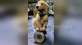 Cute puppy smiles as it 'weights' patiently on scale in Thailand