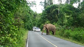 Elephant Blocks Row Of Cars