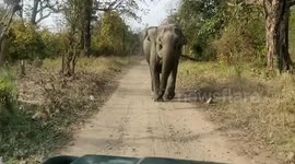 Watch the scary moment elephant charges towards tourist vehicle in northern India