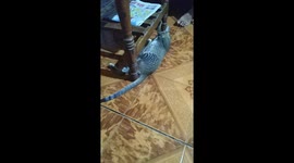 Cat playing