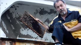 Truck in Ontario infested with bees