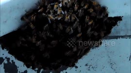 Ontario Bee Rescue - Bees in the Wind Deflector of a Semi Truck