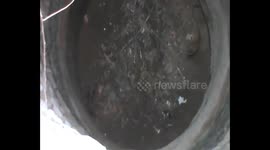 Lucky dog survives 10 hours in well with hungry leopard