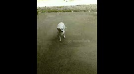 'Don't you dare touch my dog!' Woman finds snake in her backyard