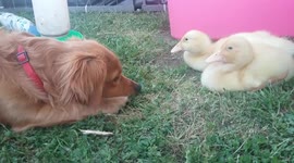 Puppy thinks he's a duckling