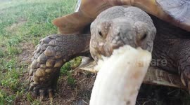 Hungry tortoise happily snacks on fresh banana