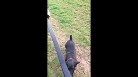Dog doesn’t want to play catch