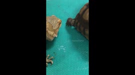 Lizard licking Tortoise Feet