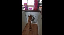 Dogs strange reaction to washing machine